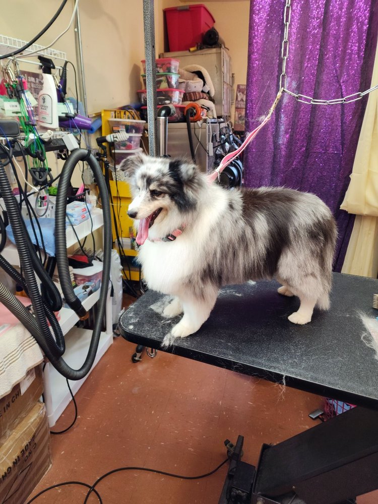 AFTER HOURS PET GROOMING Updated September 2024 10 Reviews 204 W