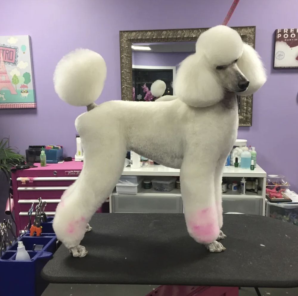 Best In Show Image