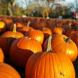 Northwoods Orchard - Pumpkin patch
