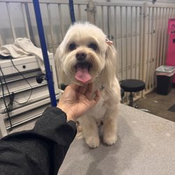 Bonnie's Pampered Pets