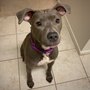 Photo of Luna’s Pet Collective