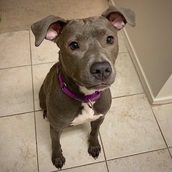 Luna’s Pet Collective - Hennessey!