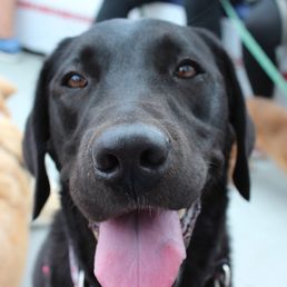 Canine Cruise - one happy customer!