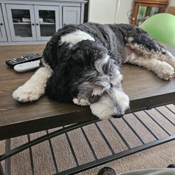 MuttHaviorist - Pet Training Near Me