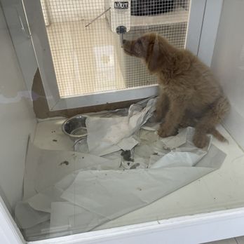 Royal Cachorritos - these dogs are kept in the worst possible conditions. Almost all of them are eating their own poop. - Pet Stores Near Me - Miami, Florida Royal Cachorritos - these dogs are kept in the worst possible conditions. Almost all of them are eating their own poop. - Pet Stores Near Me - Miami, Florida