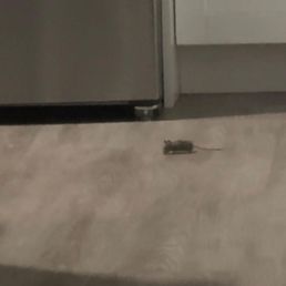 Mouse from 11/5