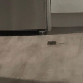 Fairfield Properties - Mouse from 11/5 - Apartments Near Me - Melville, New York