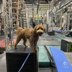 Vitality Obstacle Fitness - Dog plus ninja obstacles