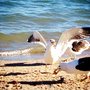 Photo of Pesticaria Gaivotas do Sambaqui