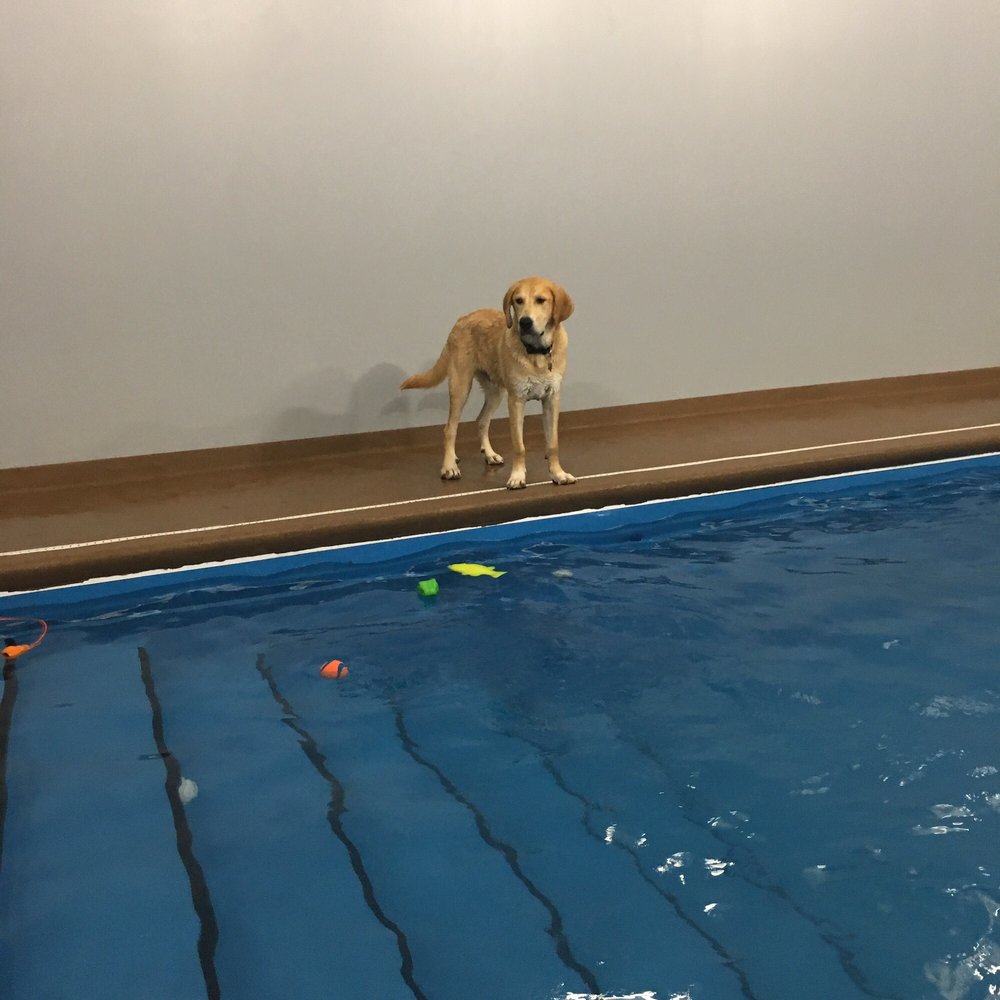 doggy paddle aquatic center
