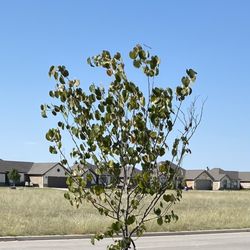 Texas Tree Farms - Texas Redbud