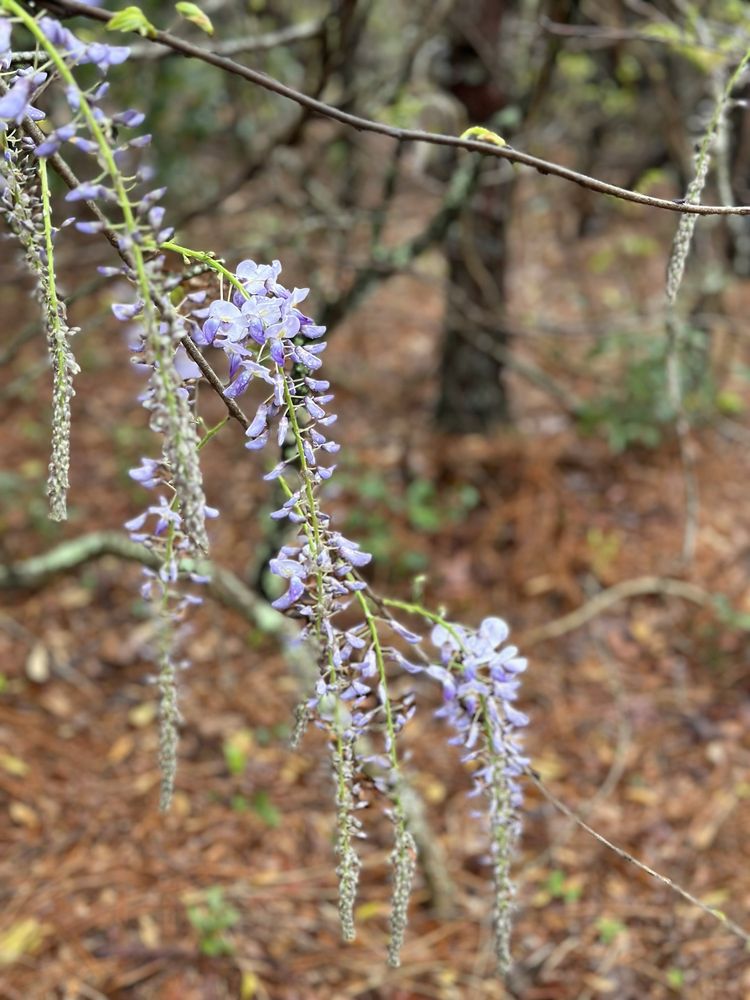 Hanover Pines Nature Park Image