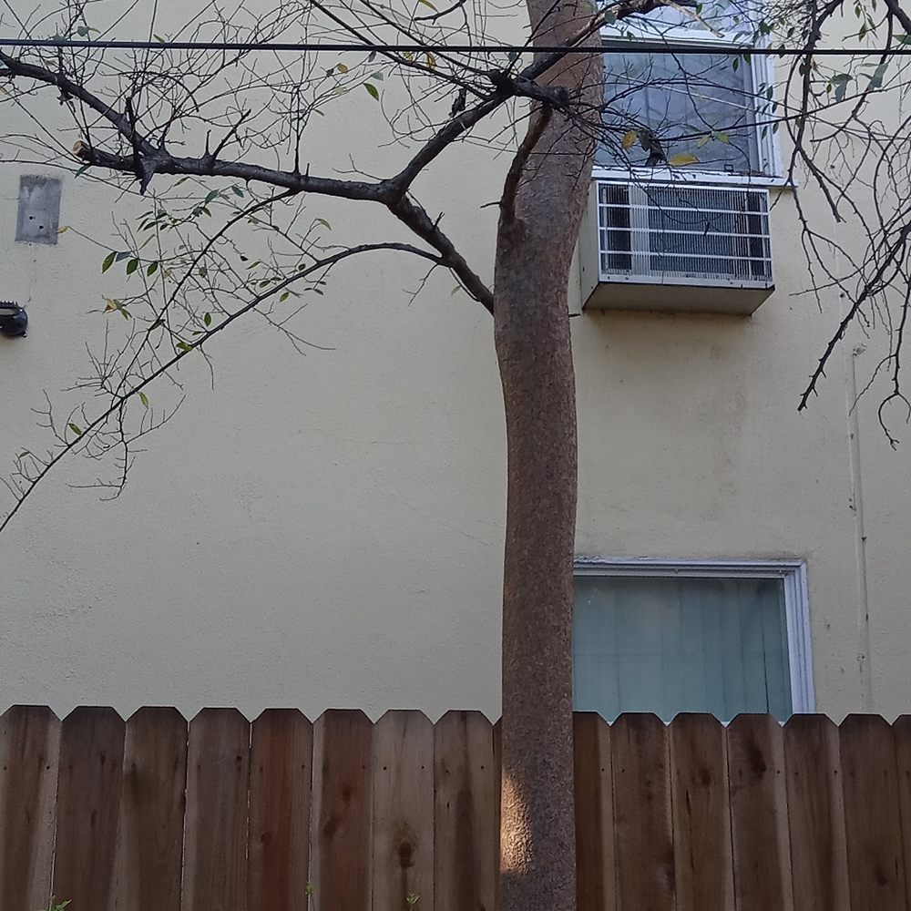 Affordable Tree Service - Tree Services Near Me Affordable Tree Service - Tree Services Near Me