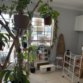 Plant Culture - Back room with an assortment of plants, shelves, local artists items such as photography, paintings, and hand pressed flower cards. - Nurseries & Gardening Near Me - New Braunfels, Texas Plant Culture - Back room with an assortment of plants, shelves, local artists items such as photography, paintings, and hand pressed flower cards. - Nurseries & Gardening Near Me - New Braunfels, Texas