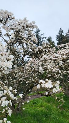 Mt. Tabor Picnic A by null