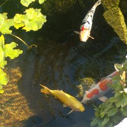 Rising Sun Koi - My koi.