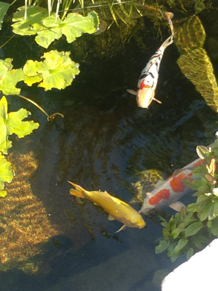 Rising Sun Koi - koi in Portland, OR
