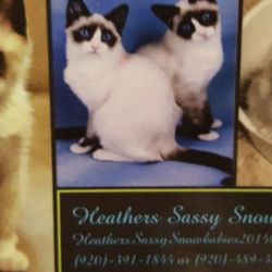 Heather's Sassy Snowbabies