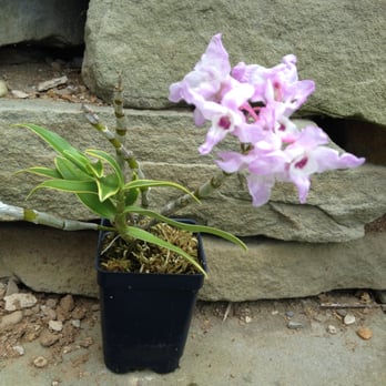 New World Orchids - Dendrobium moniliforme - Nurseries & Gardening Near Me - Manchester, Michigan New World Orchids - Dendrobium moniliforme - Nurseries & Gardening Near Me - Manchester, Michigan