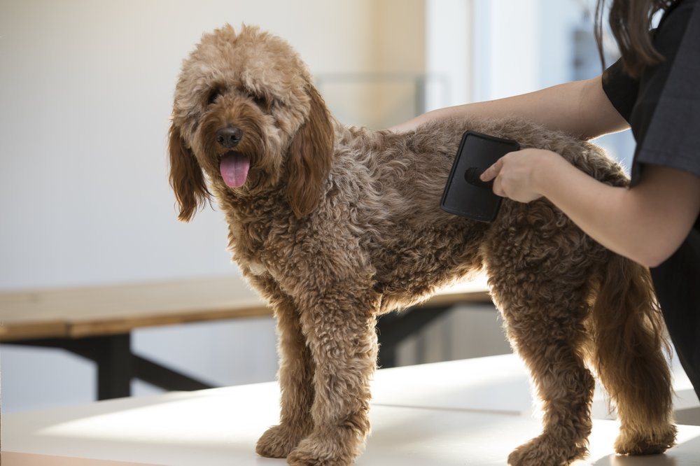 PET PARADISE FT. MYERS 58 Photos & 34 Reviews 6800 Granada Lakes Dr