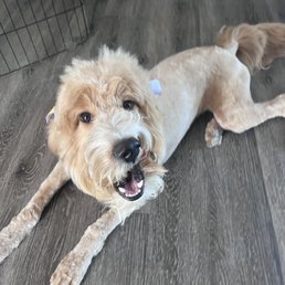 Summer cut, teddybear face