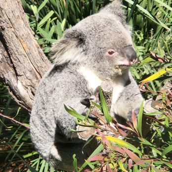 Taronga Zoo - Zoos Near Me - Mosman, NSW Taronga Zoo - Zoos Near Me - Mosman, NSW