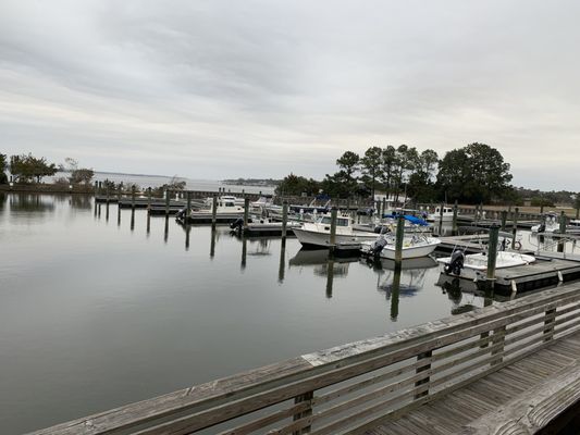 Carolina Beach State Park by null