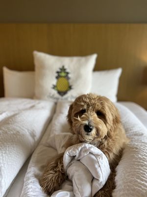 Hotel Rose - A Staypineapple Hotel by null
