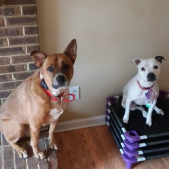 Louisville Dog Wizard - Bosephus and Koa holding place in the house - Pet Training Near Me - LaGrange, Kentucky Louisville Dog Wizard - Bosephus and Koa holding place in the house - Pet Training Near Me - LaGrange, Kentucky