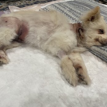 TrueCare for pets - Veterinarians Near Me - Studio City, California TrueCare for pets - Veterinarians Near Me - Studio City, California