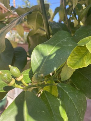 Civano Nursery - Retail Location by null