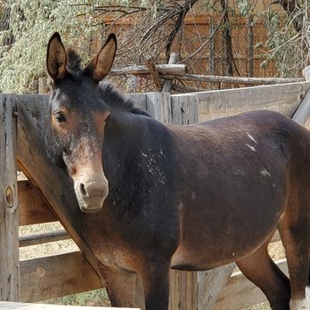 Littleton Museum - Donkey - Museums Near Me - Littleton, Colorado Littleton Museum - Donkey - Museums Near Me - Littleton, Colorado