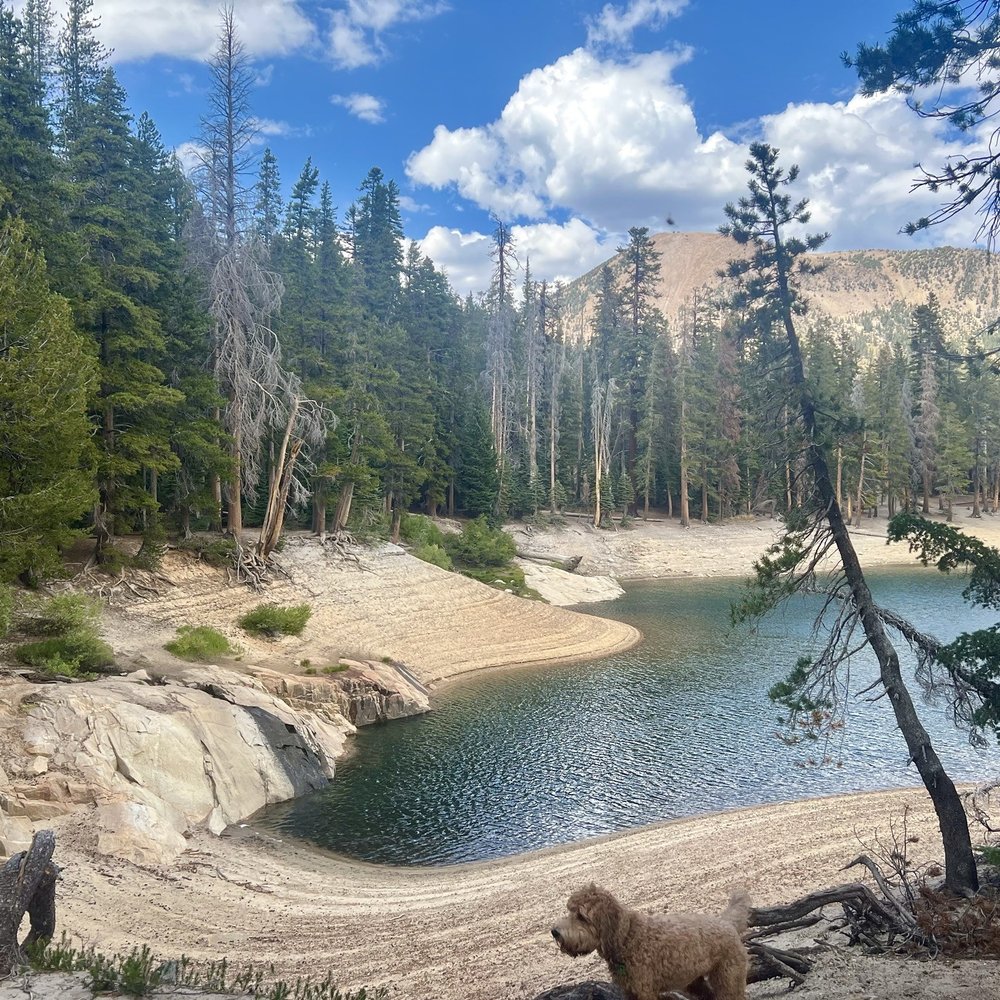 Horseshoe Lake - Peeking out from the forest, you can see the drop in the water line - Lakes Near Me - Mammoth Lakes, California Horseshoe Lake - Peeking out from the forest, you can see the drop in the water line - Lakes Near Me - Mammoth Lakes, California