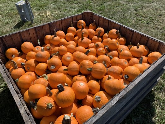 Clarke's Family Farm by null