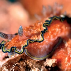 Seminole Scuba