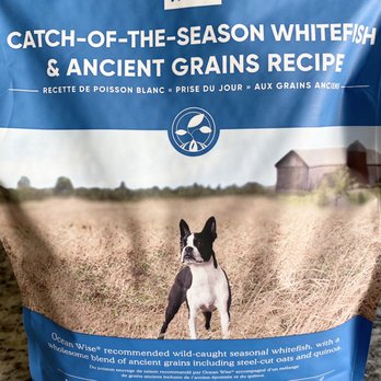 beach billy dog supply