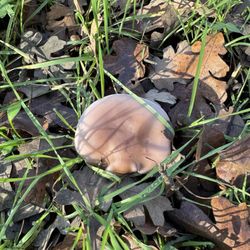 Sarah Court American River Access - Mushroom
