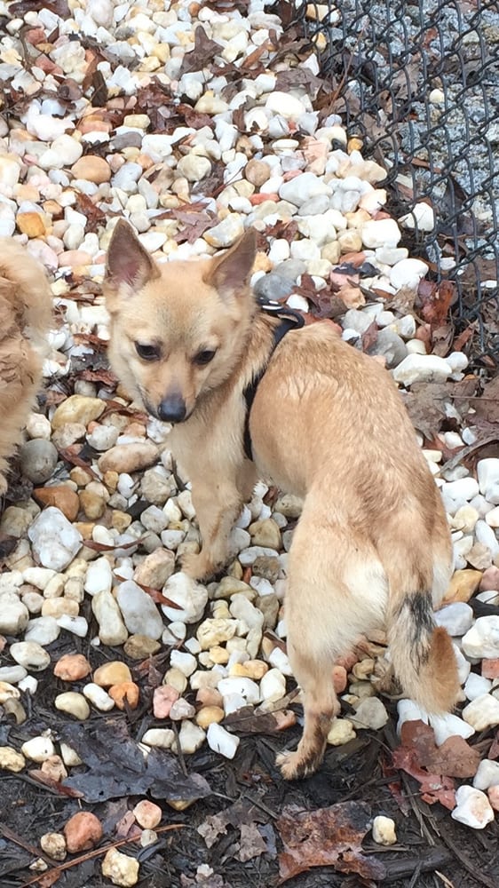 THE WOODS A LUXURY CANINE RESORT AND SPA 140 Photos Pet Sitting