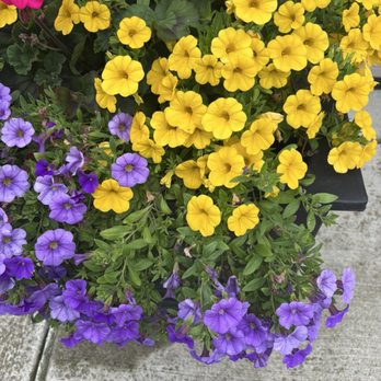 Tonawanda Rails to Trails - Petunias - Parks Near Me - Tonawanda, New York Tonawanda Rails to Trails - Petunias - Parks Near Me - Tonawanda, New York