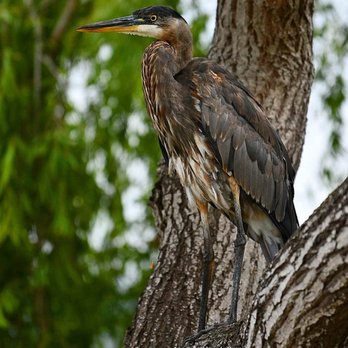 El Estero Park - Great Blue Heron - Juvenile - (Ardea herodias) hidden in plain sight, against Weeping Willow Tree trunk. Photo © Kathleen L. Ryan - Parks Near Me - Monterey, California El Estero Park - Great Blue Heron - Juvenile - (Ardea herodias) hidden in plain sight, against Weeping Willow Tree trunk. Photo © Kathleen L. Ryan - Parks Near Me - Monterey, California