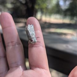 Season's Harvest Cafe - Tiny visitor that wanted to come home with me