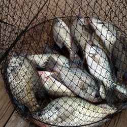Coffee Creek Landing Marina and RV Park - Crappie