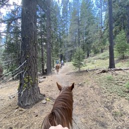 Horses on trail Horses on trail