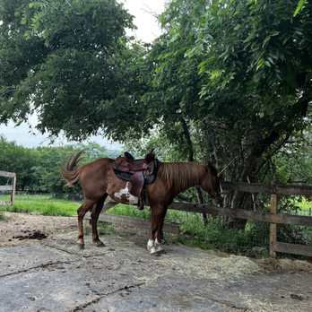 Maverick Horseback Riding - One of the many beauties - Horseback Riding Near Me - Austin, Texas Maverick Horseback Riding - One of the many beauties - Horseback Riding Near Me - Austin, Texas