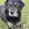 Sunnycrest Animal Care Center gift card