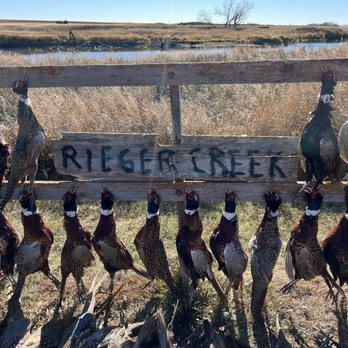 Rieger Creek Lodge - Rieger Creek Lodge, pheasant hunting. - Wildlife Hunting Ranges Near Me - Selby, South Dakota Rieger Creek Lodge - Rieger Creek Lodge, pheasant hunting. - Wildlife Hunting Ranges Near Me - Selby, South Dakota