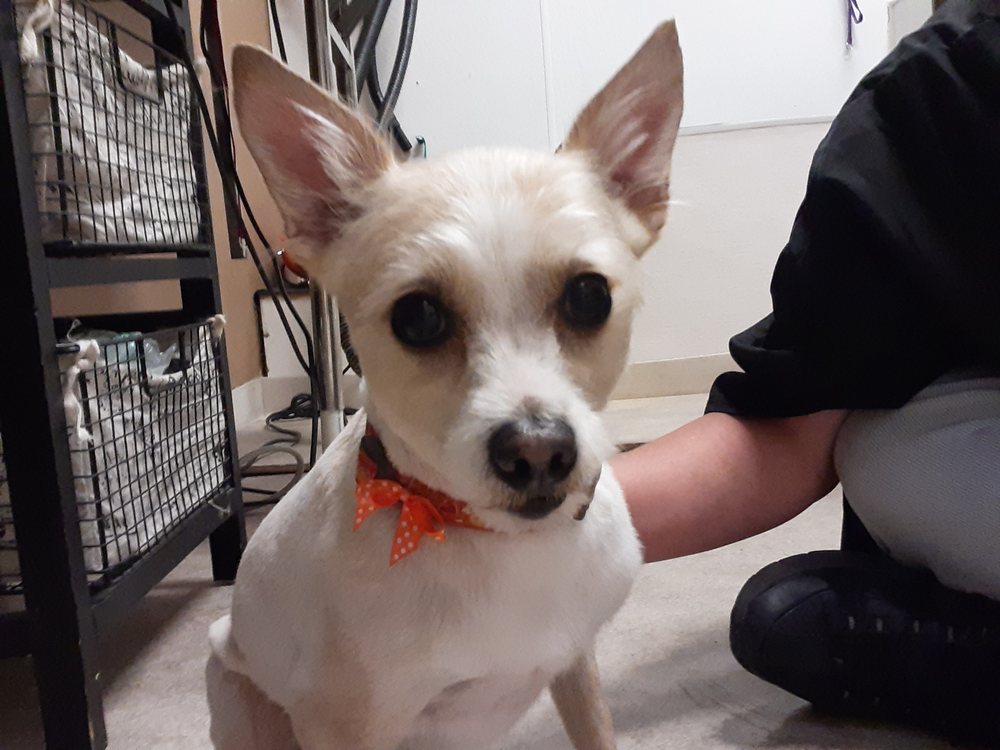 THE URBAN DOG Updated April 2024 27 Photos 281 E Rd