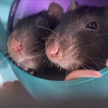 Arroyo Veterinary Clinic - My little rat patients! - Veterinarians Near Me - San Lorenzo, California Arroyo Veterinary Clinic - My little rat patients! - Veterinarians Near Me - San Lorenzo, California