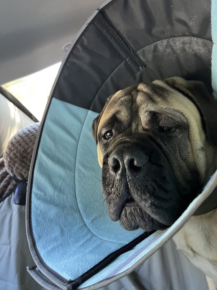 VISION CARE FOR ANIMALS 30 Photos & 60 Reviews 4073 El Camino Real