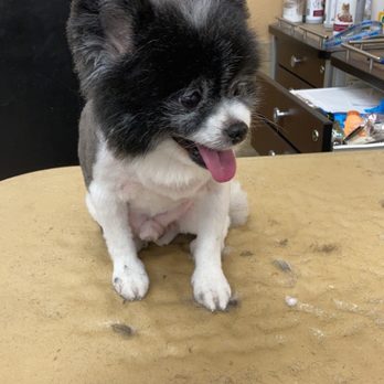Christina’s Grooming Studio - Pet Groomers Near Me Christina’s Grooming Studio - Pet Groomers Near Me